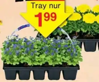 Wiglo Wunderland Beet & Balkon-Mix Angebot