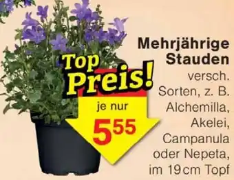 Wiglo Wunderland Mehrjährige Stauden Angebot