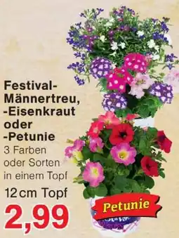 Wiglo Wunderland Festival Männertreu, Eisenkraut oder Petunie Angebot