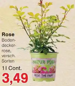 Wiglo Wunderland Rose Angebot