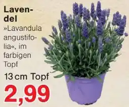 Wiglo Wunderland Lavendel Angebot