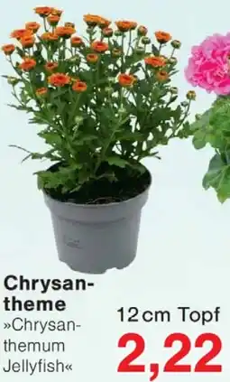 Wiglo Wunderland Chrysantheme Angebot