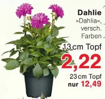 Wiglo Wunderland Dahlie Angebot