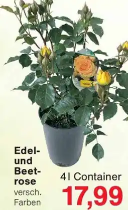 Wiglo Wunderland Edel und Beetrose Angebot