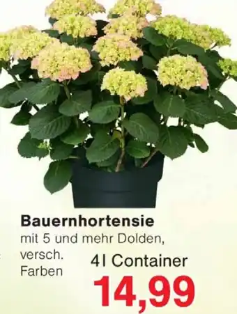 Wiglo Wunderland Bauernhortensie Angebot