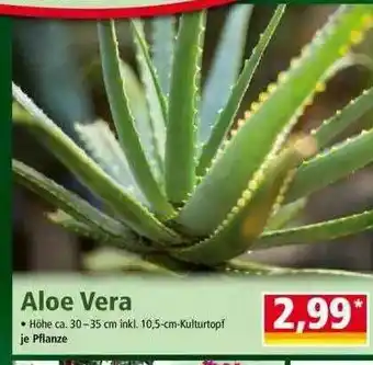 Norma Aloe Vera Angebot