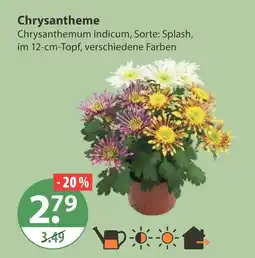 V Markt Chrysantheme Angebot