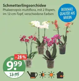 V Markt Schmetterlingsorchidee Angebot