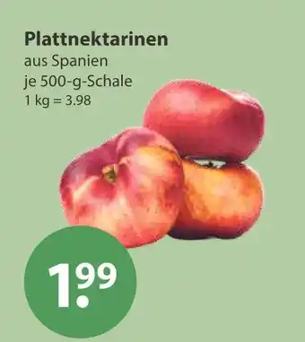 V Markt Plattnektarinen Angebot