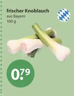 V Markt Frischer knoblauch Angebot