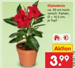 Netto Marken-Discount Dipladenia Angebot