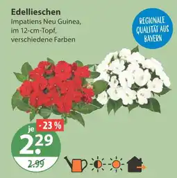 V Markt Edellieschen Angebot