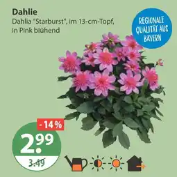 V Markt Dahlie starburst Angebot