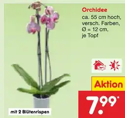 Netto Marken-Discount Orchidee Angebot