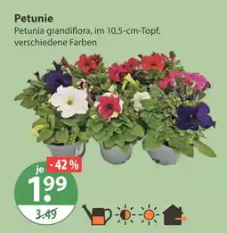 V Markt Petunie Angebot