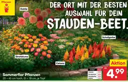 Netto Marken-Discount Sommerflor pflanzen Angebot