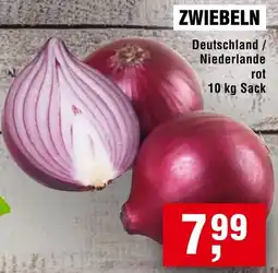 Handelshof Zwiebeln Angebot