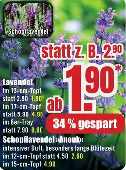 B1 Discount Baumarkt Lavendel Angebot