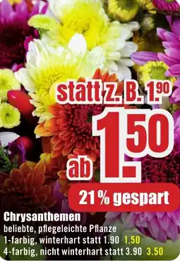 B1 Discount Baumarkt Chrysanthemen Angebot