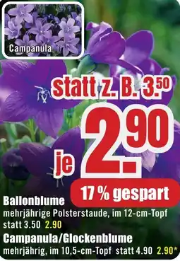 B1 Discount Baumarkt Ballonblume Angebot