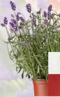 Pflanzen Kölle Lavendel Pflanze Angebot