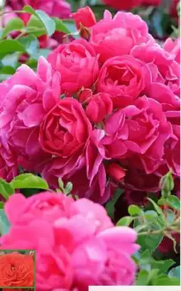 Pflanzen Kölle Kölle's Beste Zwerg- & Bodendeckerrosen Angebot