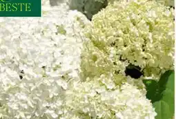 Pflanzen Kölle Kölle's Beste Schneeballhortensie Annabelle Angebot