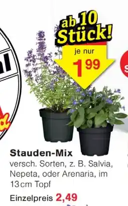 Wiglo Wunderland Stauden-Mix Angebot