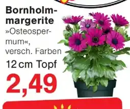 Wiglo Wunderland Bornholmmargerite Angebot