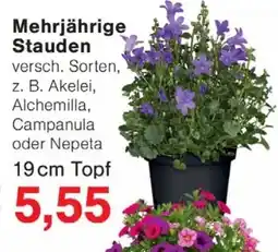 Wiglo Wunderland Mehrjährige Stauden Angebot