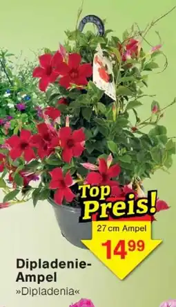 Wiglo Wunderland Dipladenie Ampel Angebot