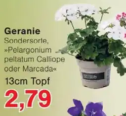 Wiglo Wunderland Geranie Angebot