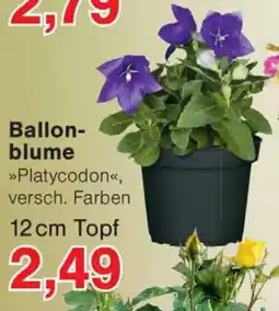 Wiglo Wunderland Ballonblume Angebot