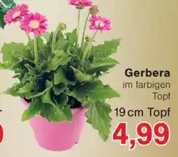 Wiglo Wunderland Gerbera Angebot