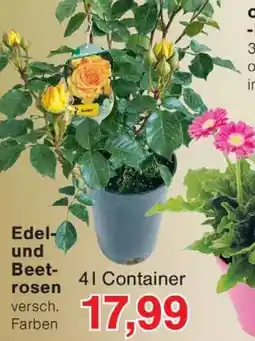 Wiglo Wunderland Edel und Beetrosen Angebot