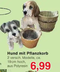 Wiglo Wunderland Hund mit Pflanzkorb Angebot