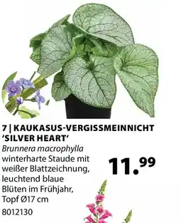 Dehner KAUKASUS-VERGISSMEINNICHT 'SILVER HEART' Angebot