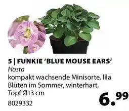 Dehner FUNKIE 'BLUE MOUSE EARS' Hosta Angebot