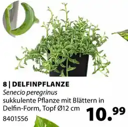 Dehner DELFINPFLANZE Senecio peregrinus Angebot