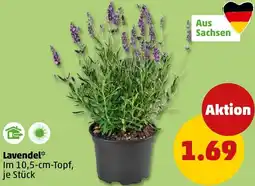 PENNY Lavendel Angebot