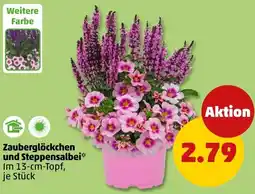 PENNY Zauberglöckchen und Steppensalbei Angebot