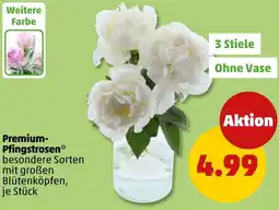 PENNY Premium Pfingstrosen Angebot