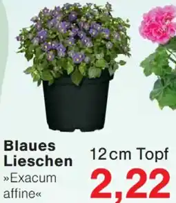 Wiglo Wunderland Blaues Lieschen Angebot