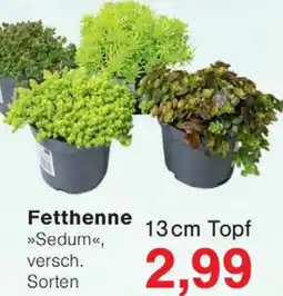 Wiglo Wunderland Fetthenne Angebot