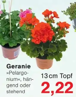 Wiglo Wunderland Geranie Angebot
