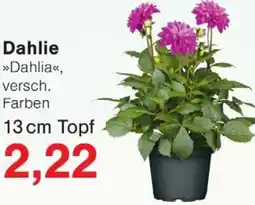 Wiglo Wunderland Dahlie Angebot