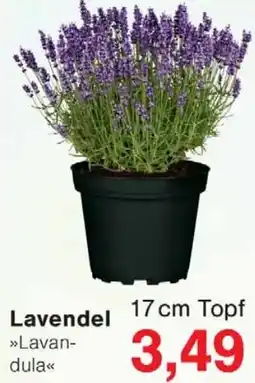 Wiglo Wunderland Lavendel Angebot