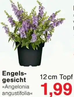 Wiglo Wunderland Engelsgesicht Angebot