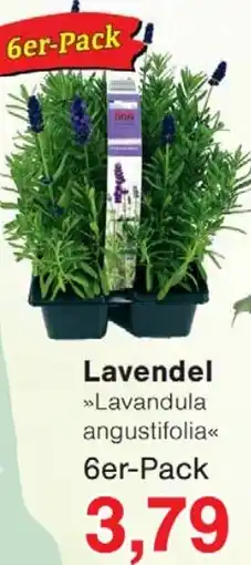Wiglo Wunderland Lavendel Angebot