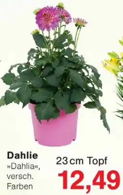 Wiglo Wunderland Dahlie Angebot